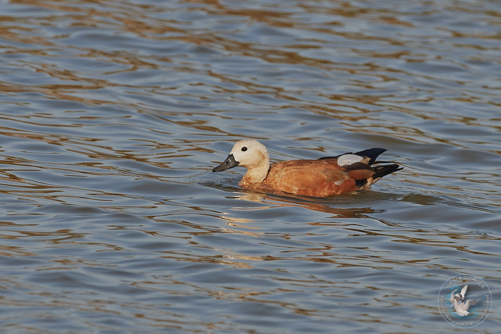 Tadorne Casarca - Ruddy Shelduck