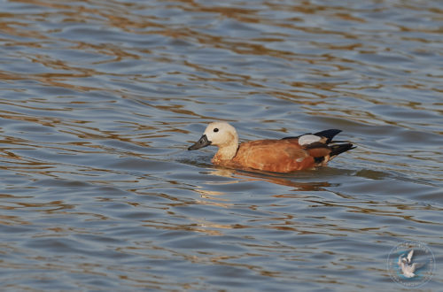 Tadorne Casarca - Ruddy Shelduck