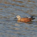 Tadorne Casarca - Ruddy Shelduck