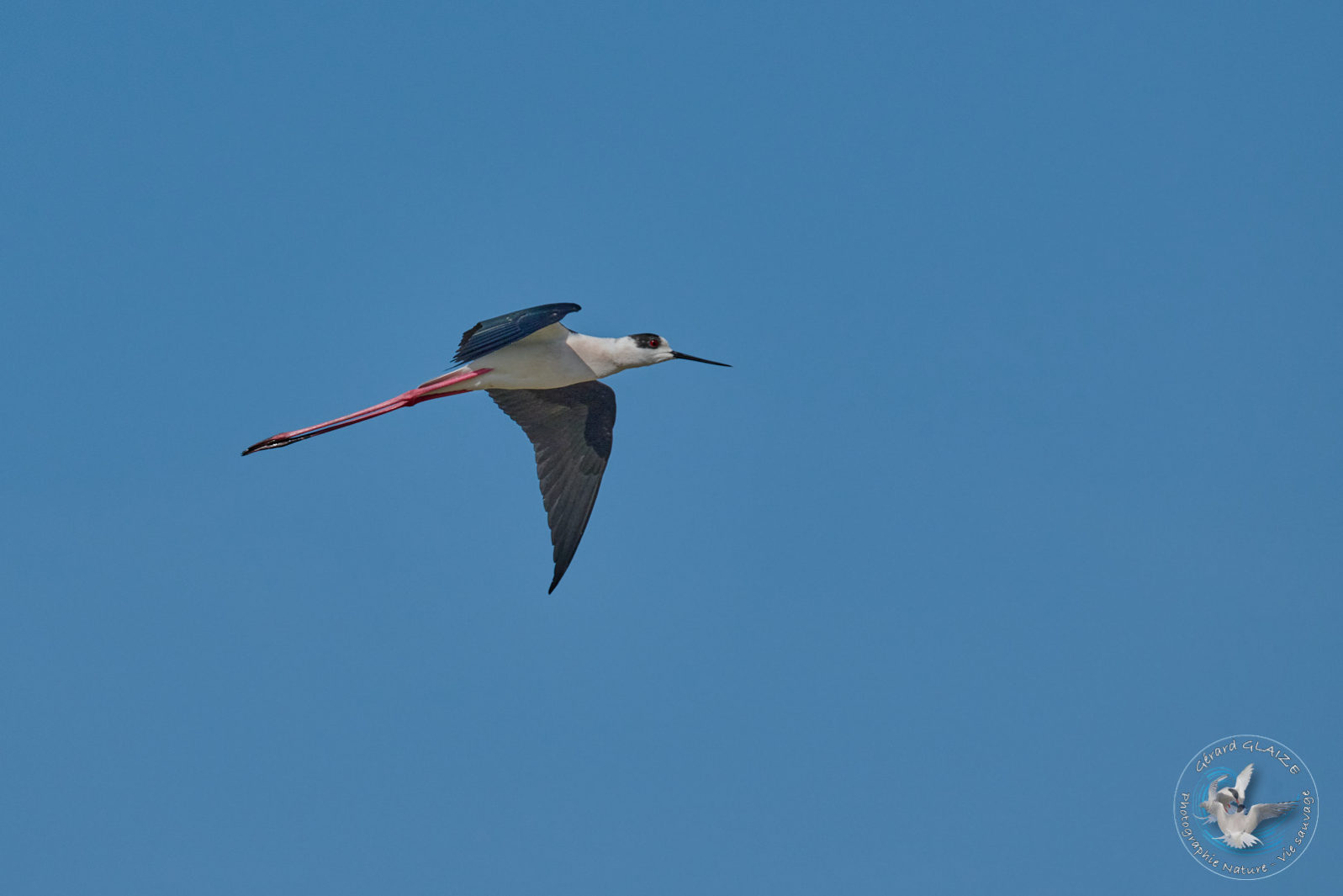 Echasse blanche - Black-winged Stilt