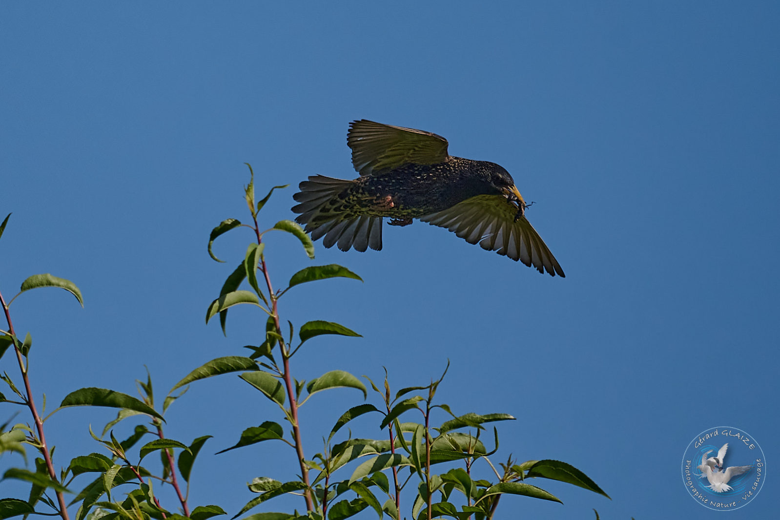 Étourneau sansonnet - Common Starling