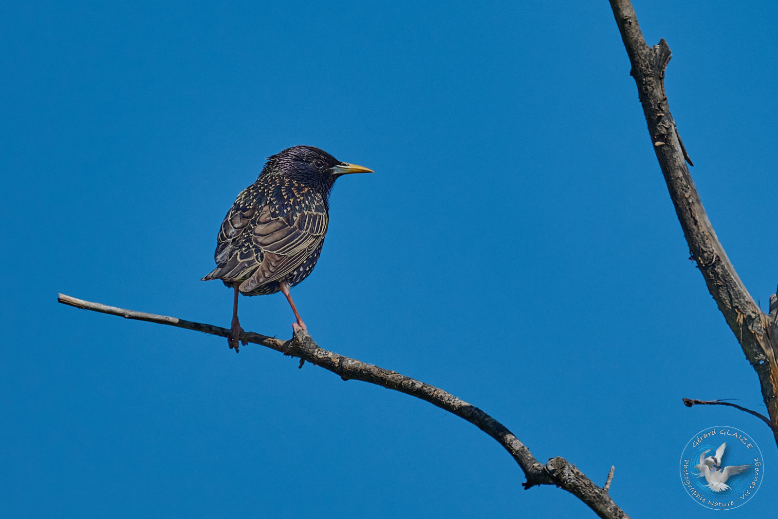 Étourneau sansonnet - Common Starling