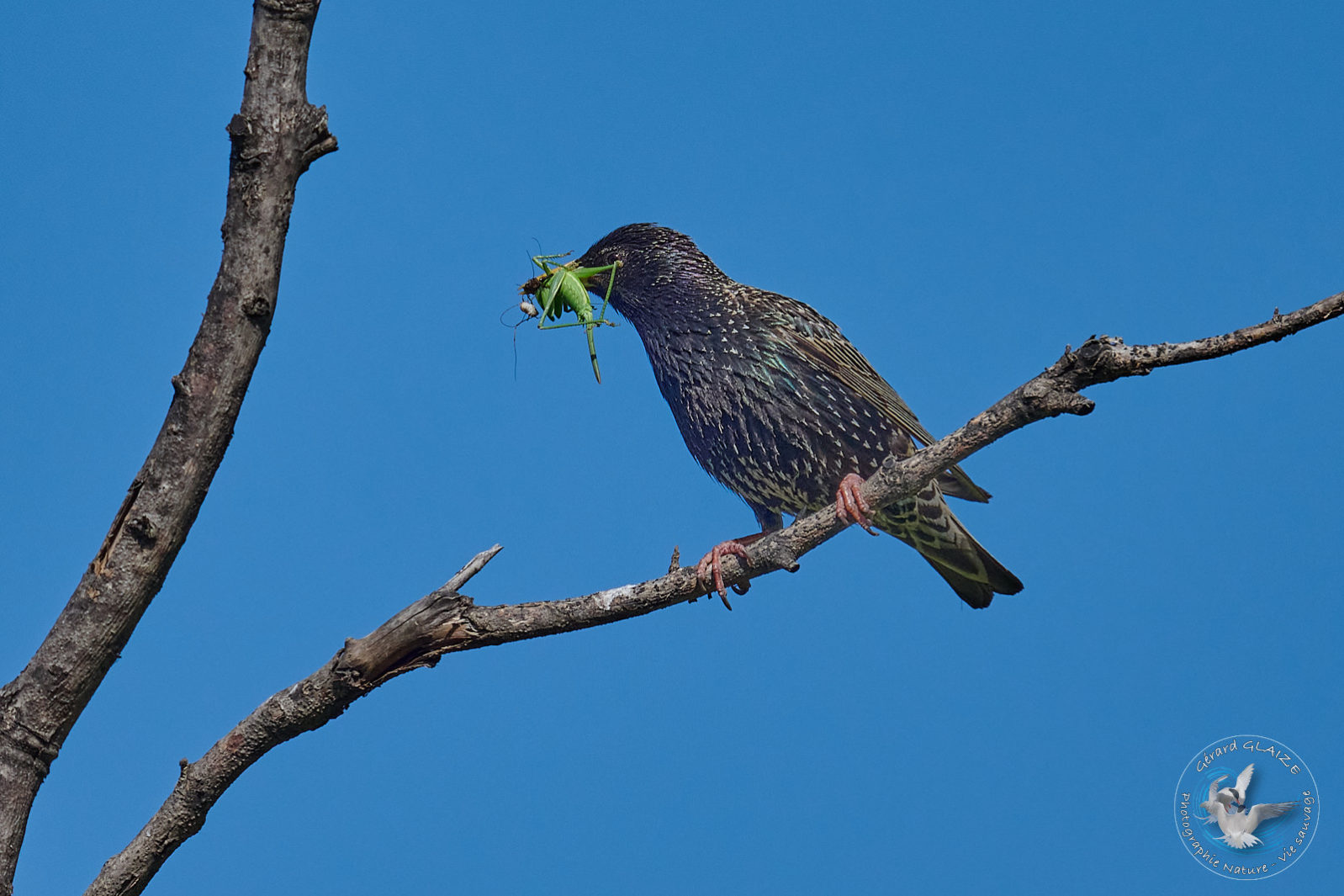 Étourneau sansonnet - Common Starling