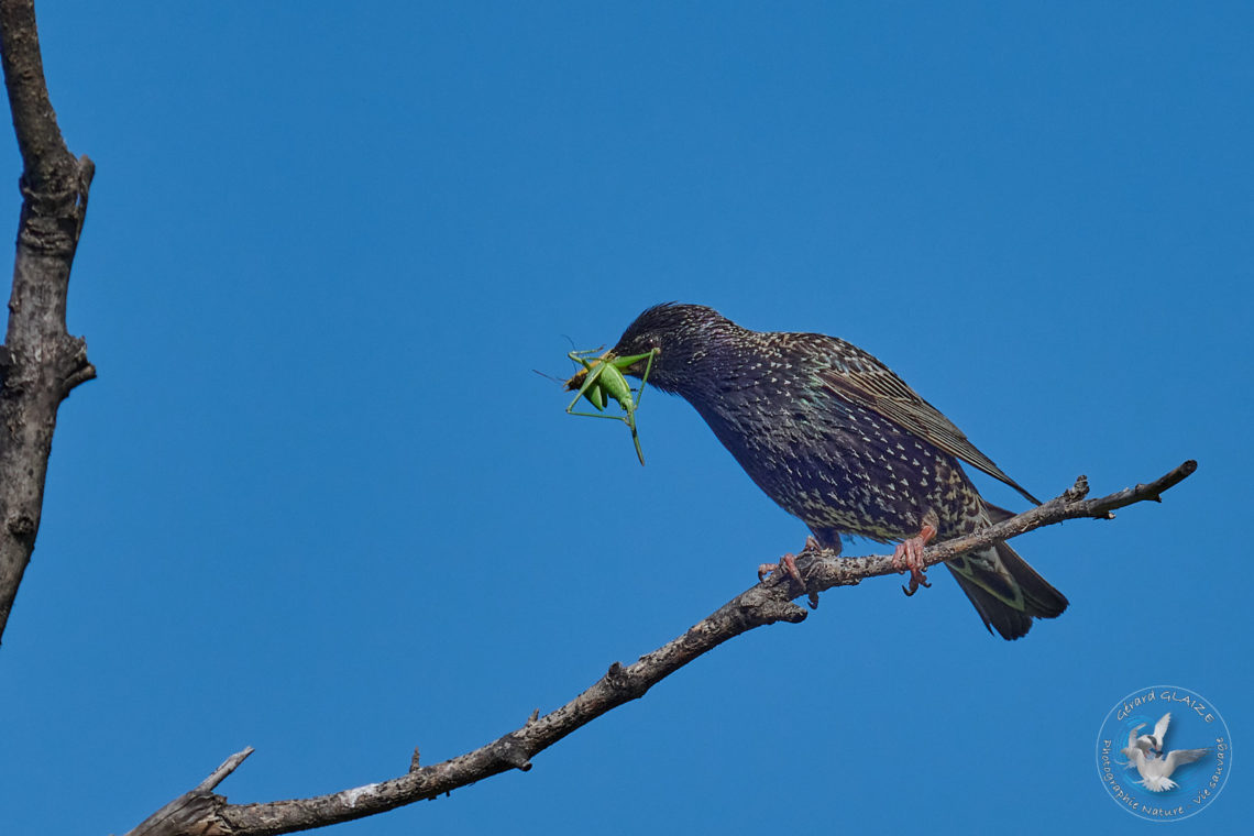 Étourneau sansonnet - Common Starling