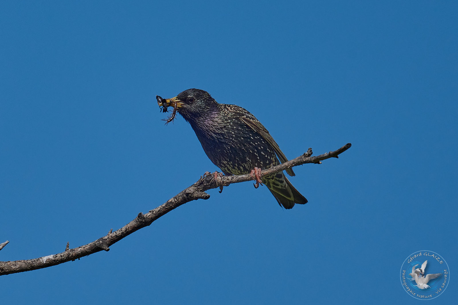 Étourneau sansonnet - Common Starling