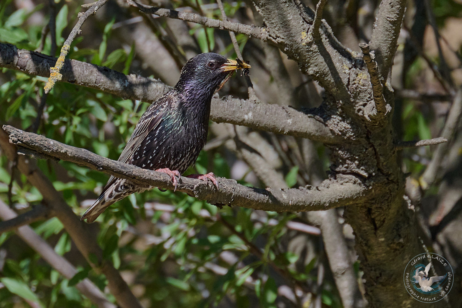 Étourneau sansonnet - Common Starling