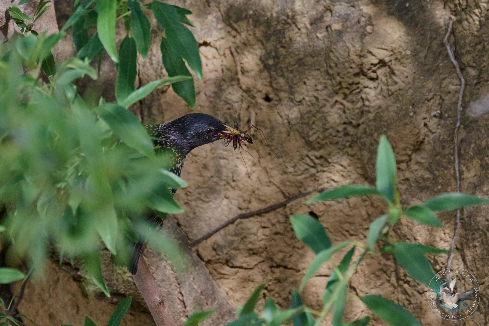 Étourneau sansonnet - Common Starling