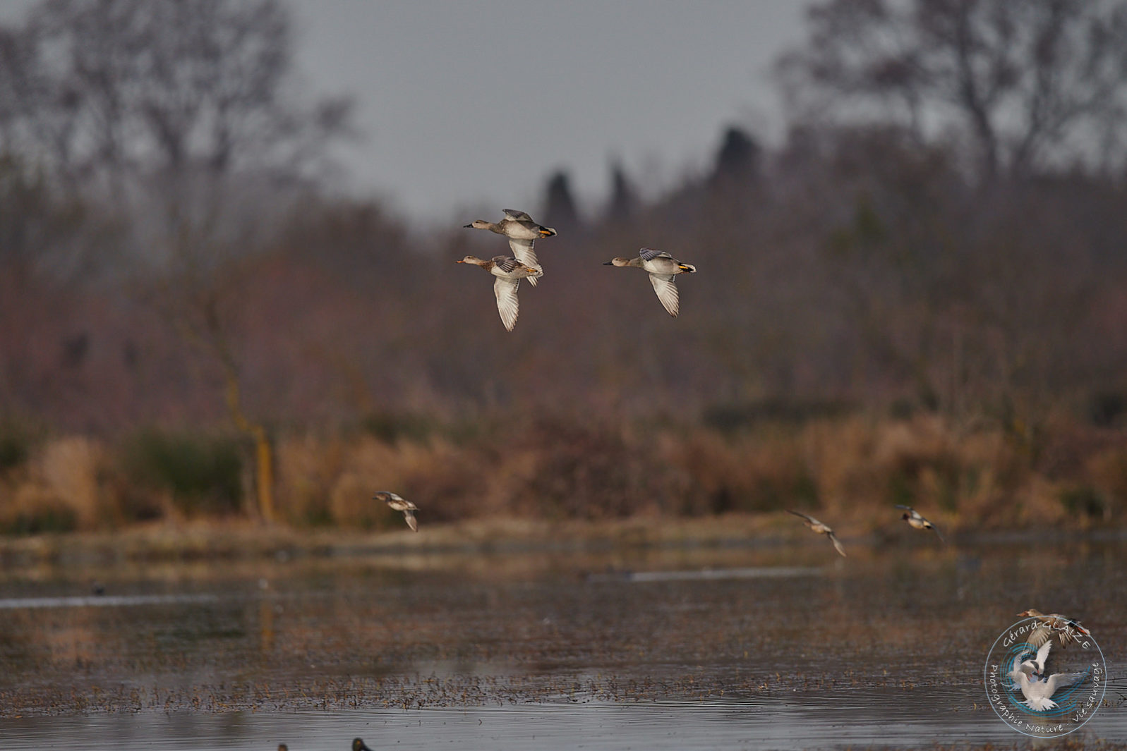 Canard Chipeau - Gadwall