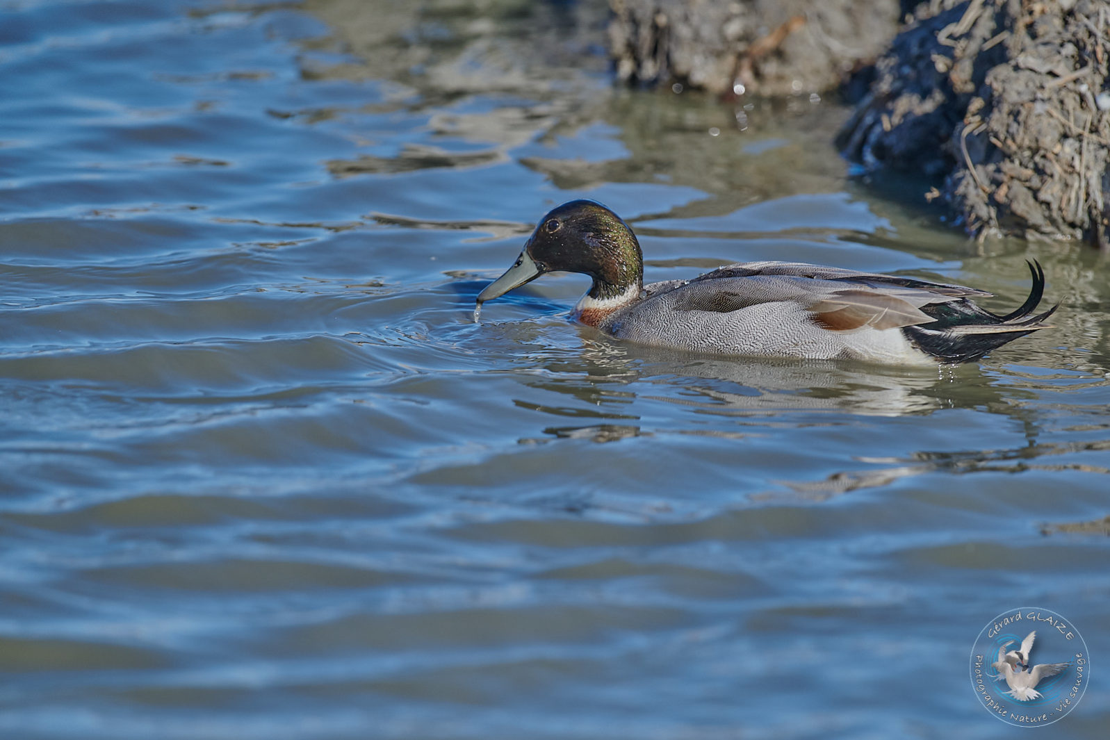 Canard Chipeau - Gadwall