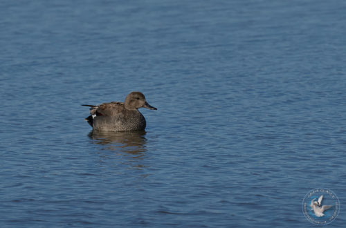 Canard Chipeau - Gadwall