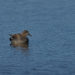 Canard Chipeau - Gadwall