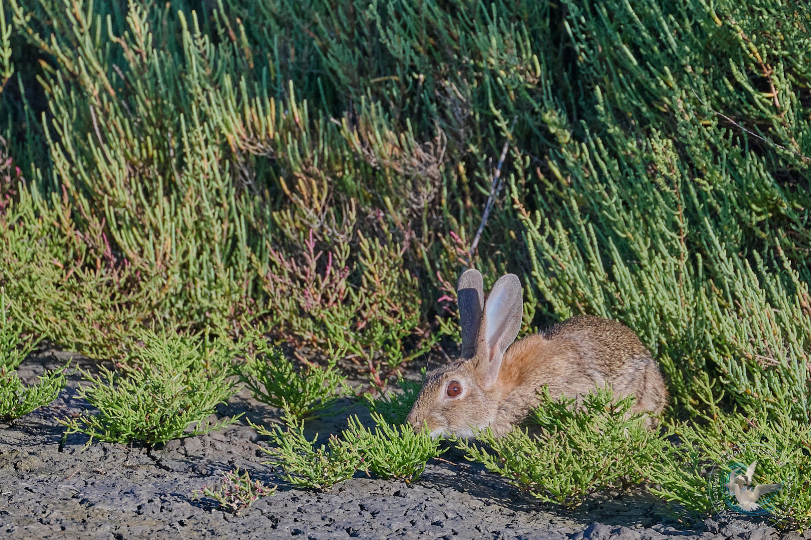 Lapin - Rabbit