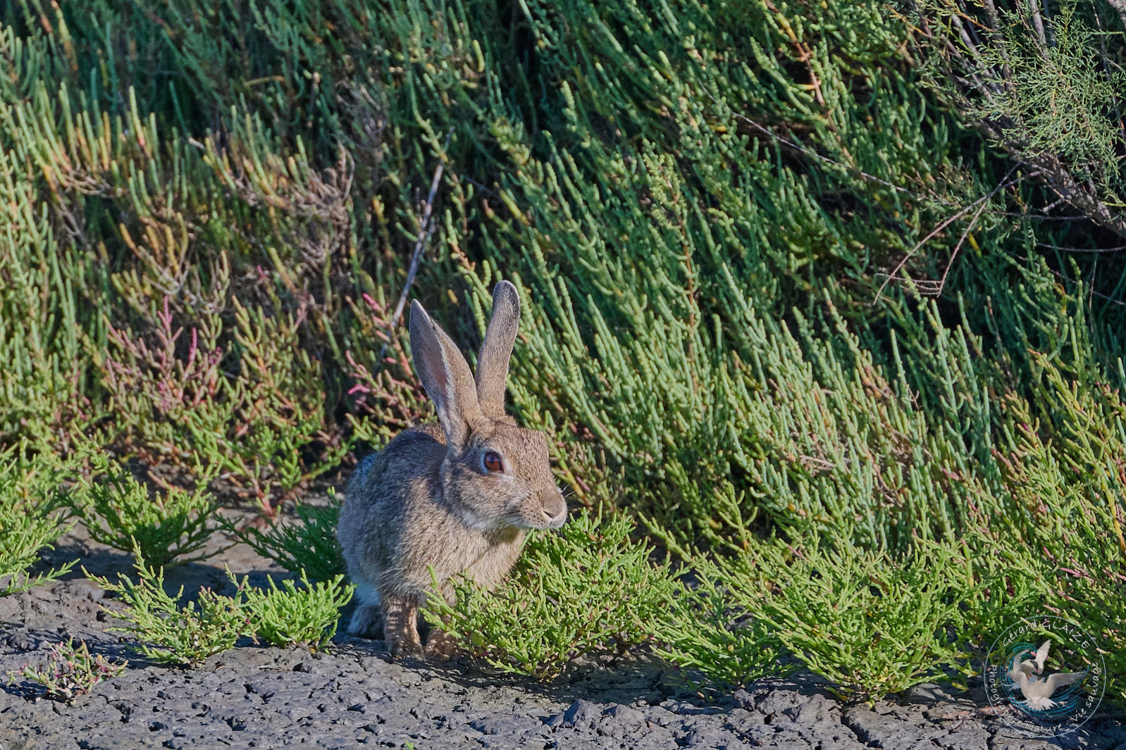 Lapin - Rabbit