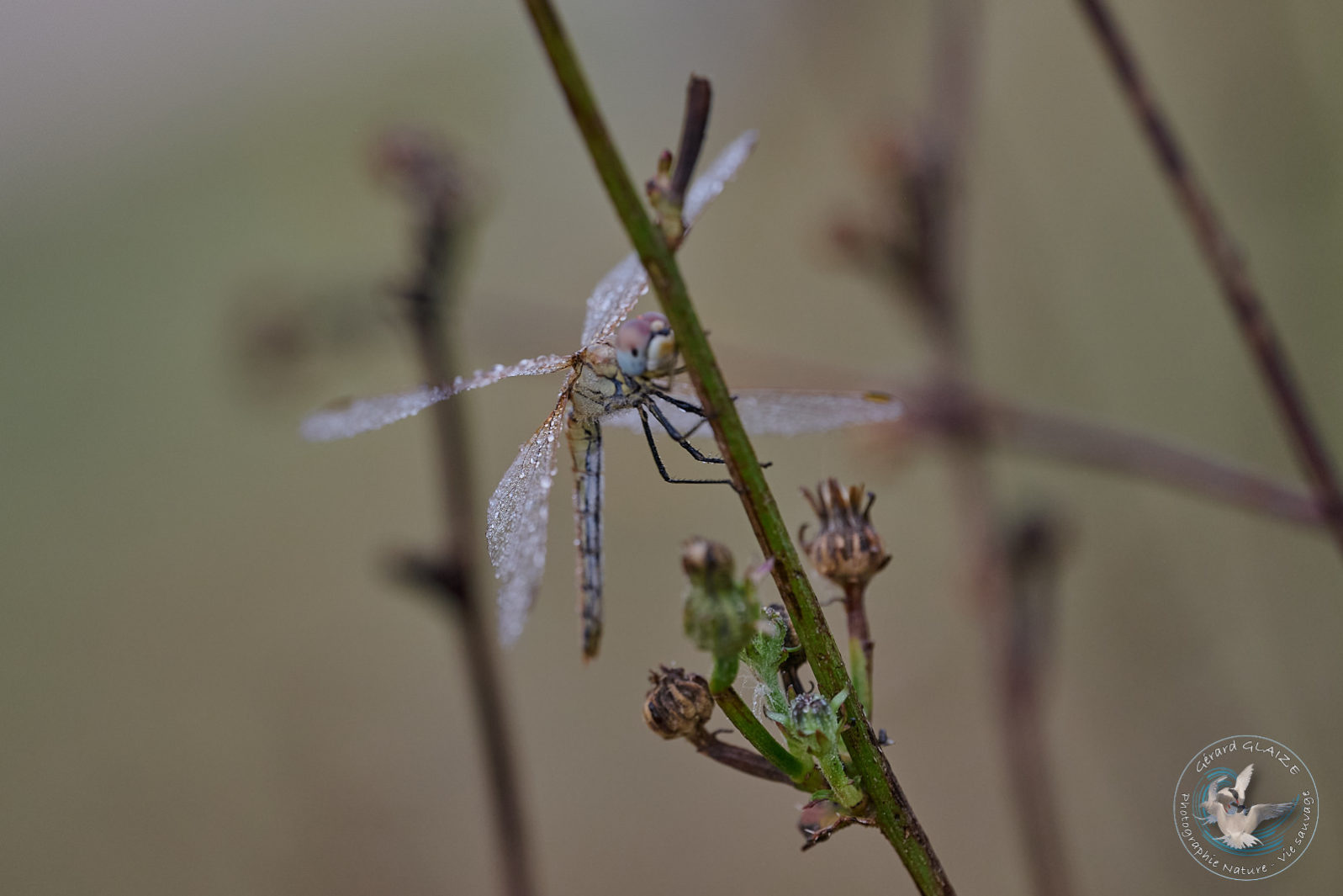 Libellule - Dragonfly