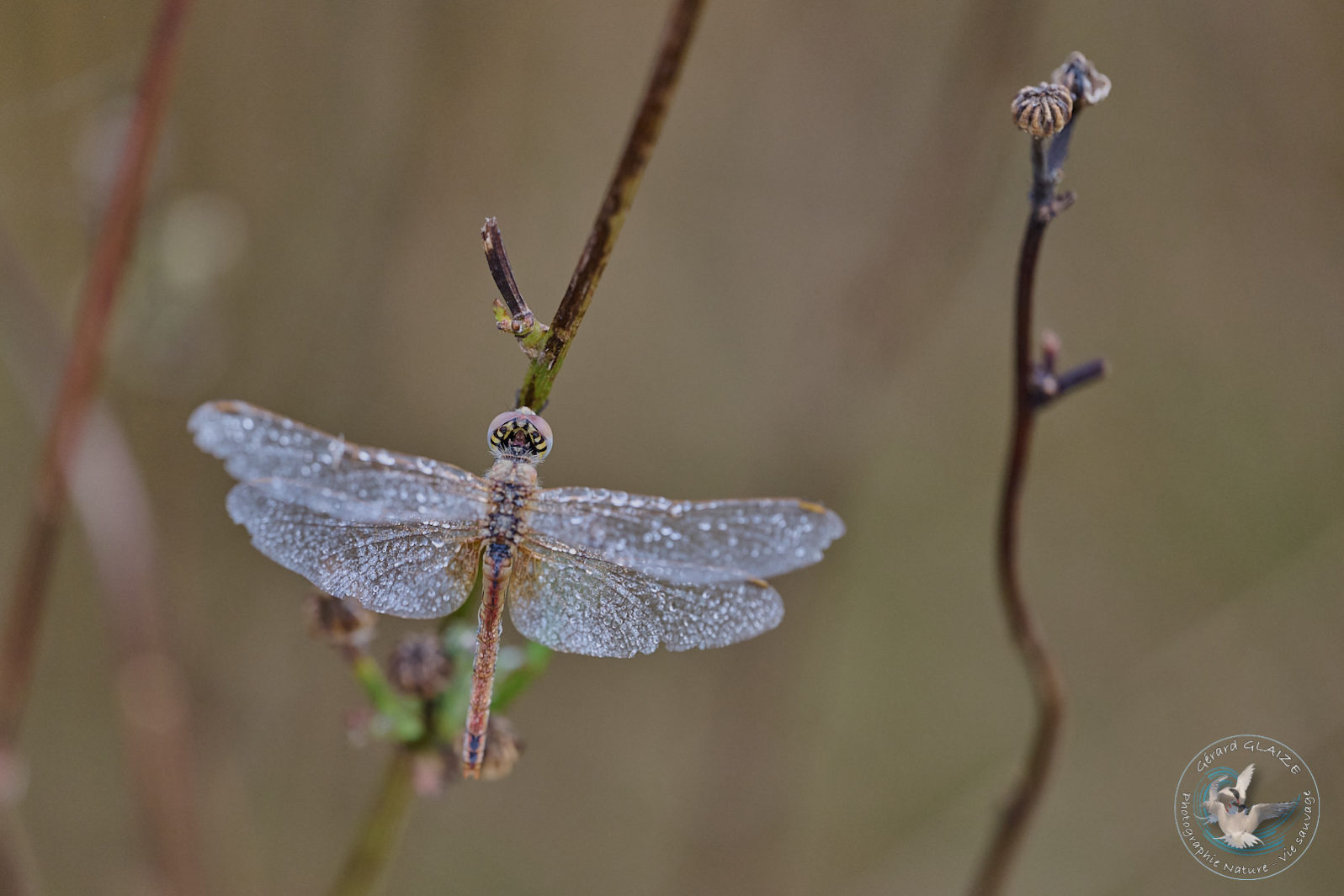 Libellule - Dragonfly