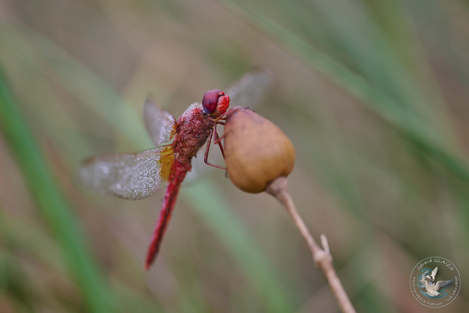 Libellule - Dragonfly