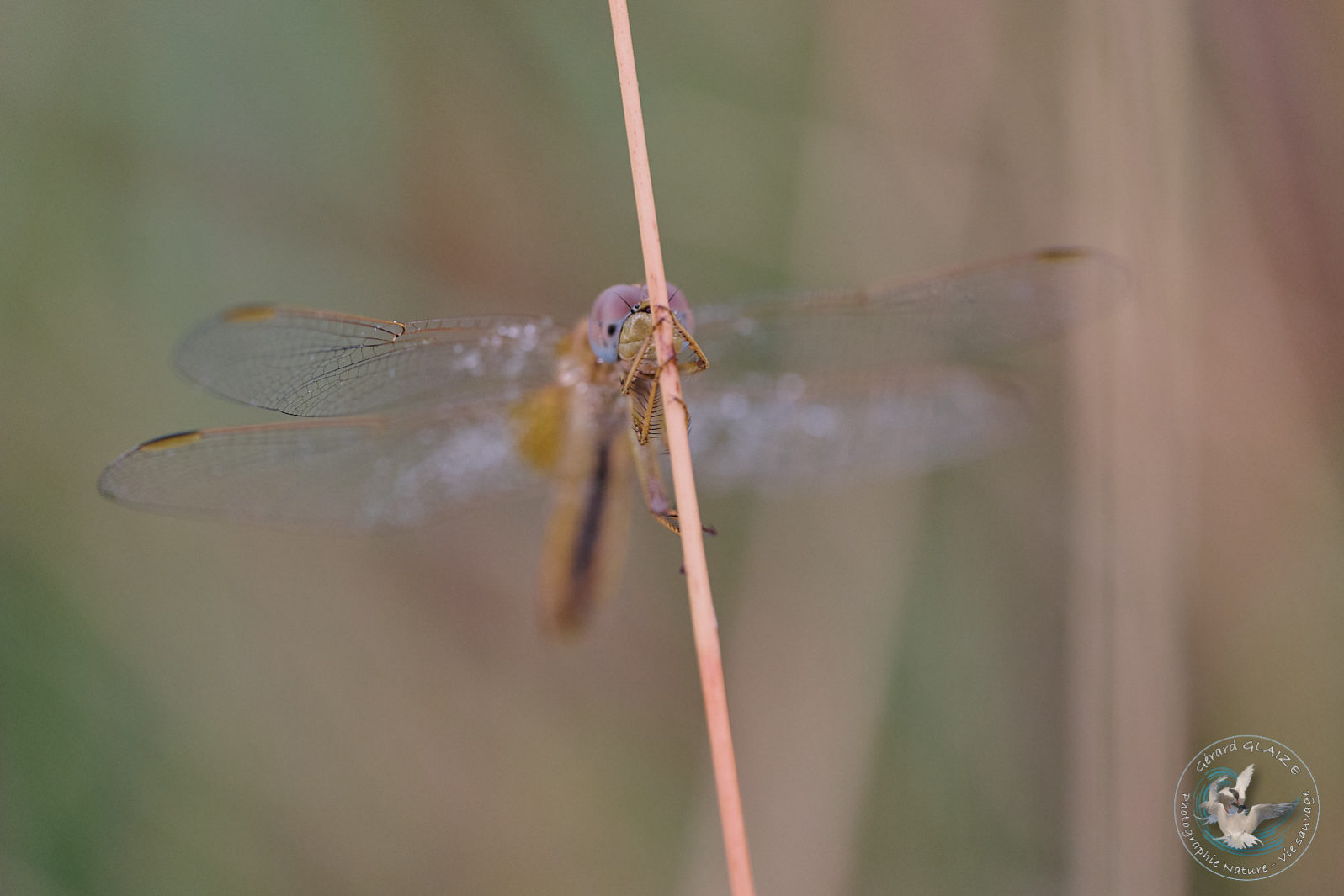 Libellule - Dragonfly