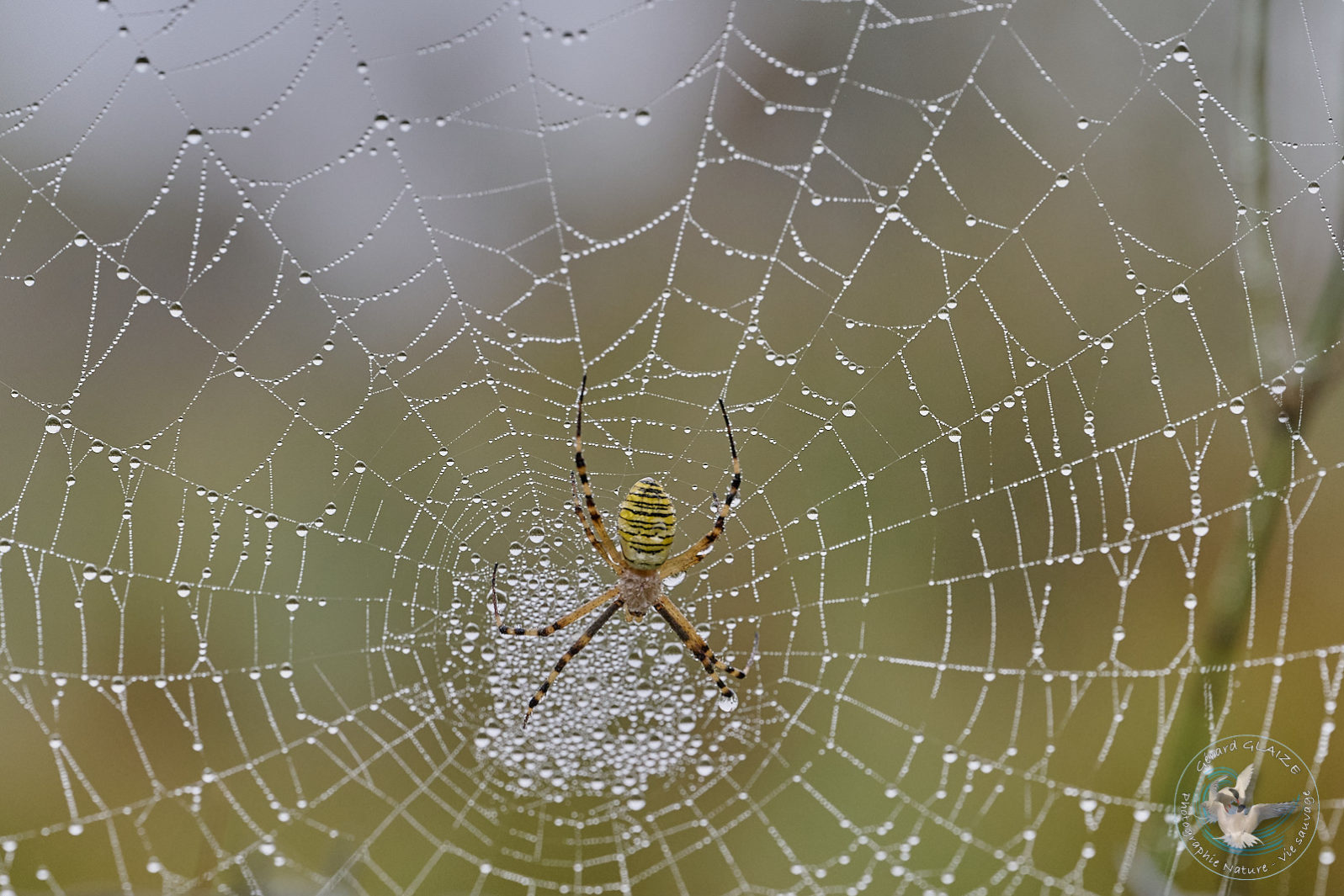 Argiope frelon