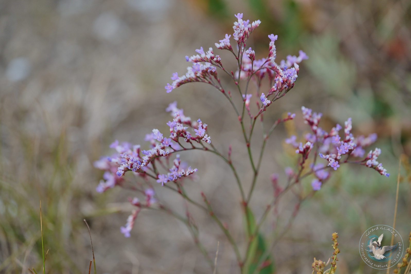 Saladelle ou lavande de mer - Camargue Flora