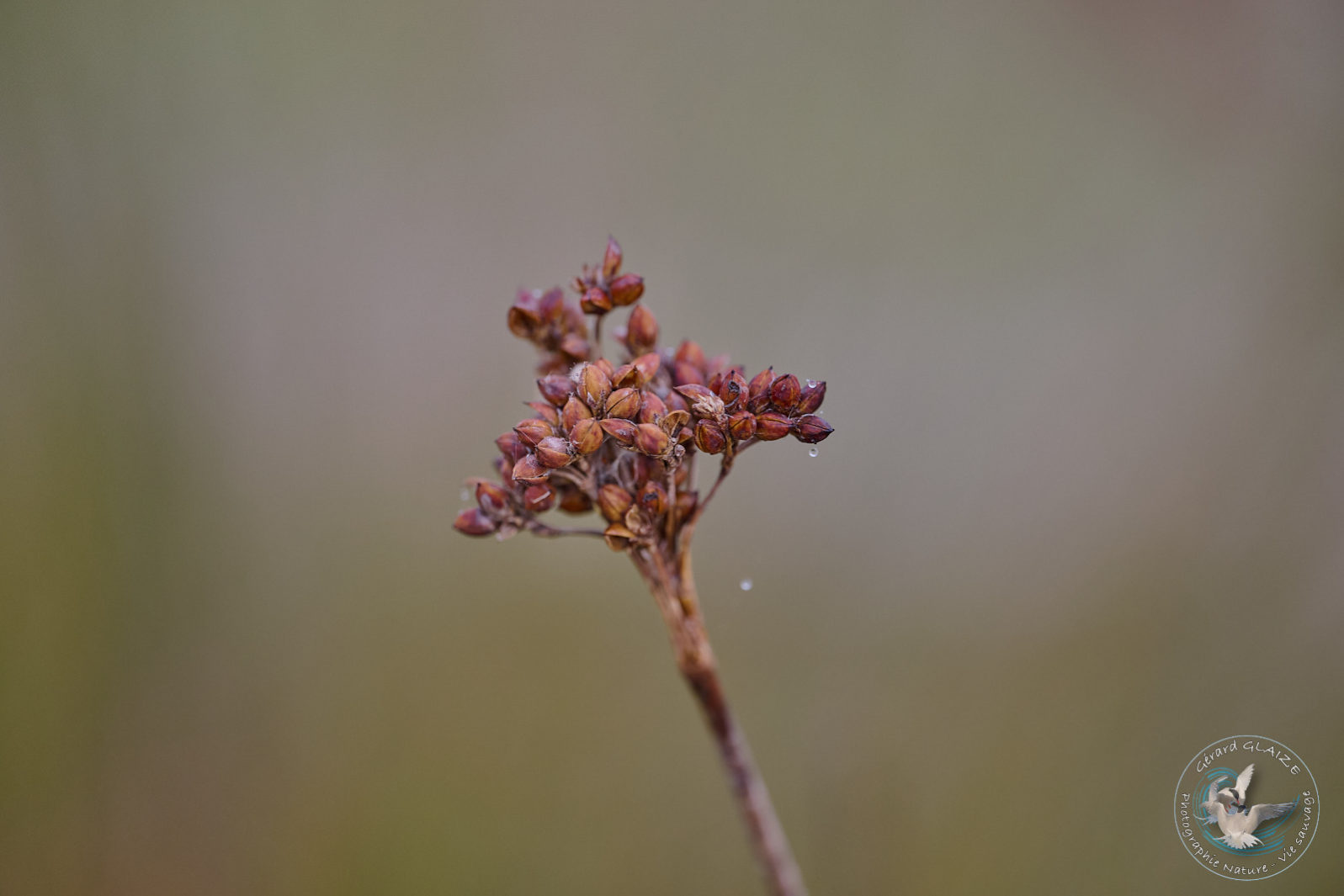 Flore de Camargue - Camargue Flora