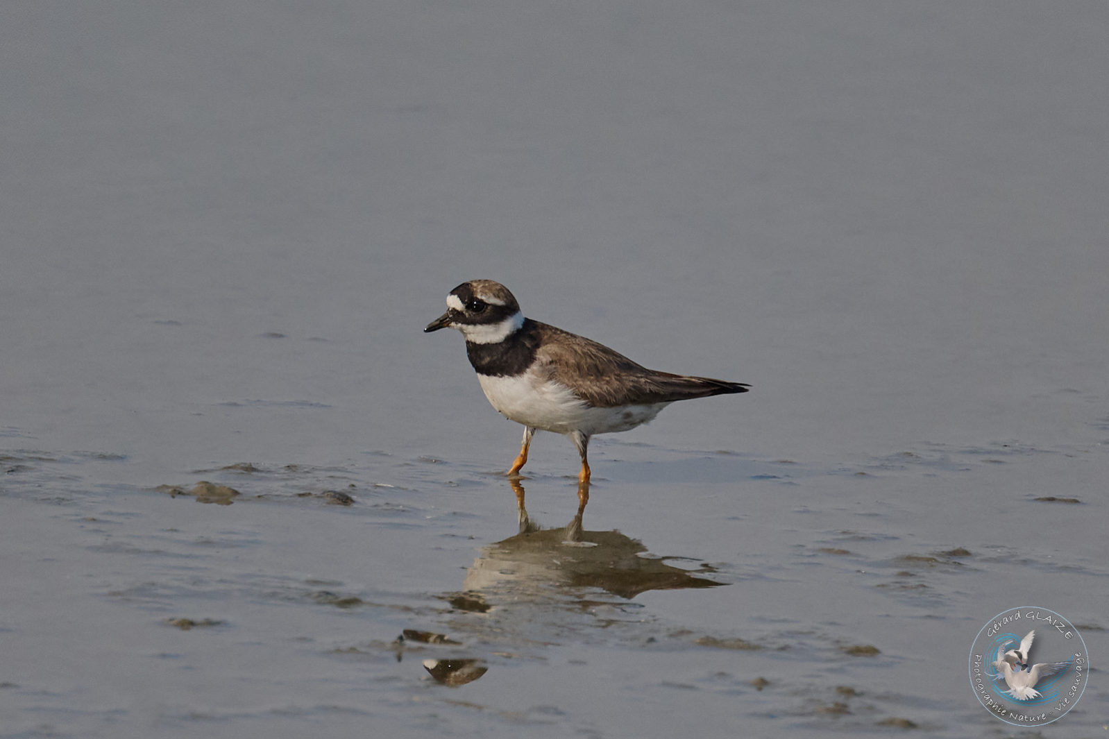 Pluvier grand-gravelot - Common Ringed Plover