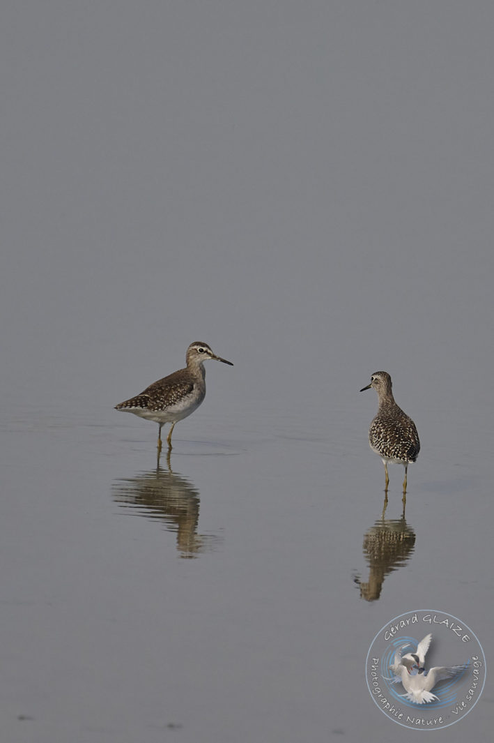 Chevalier cul-blanc - Green Sandpiper