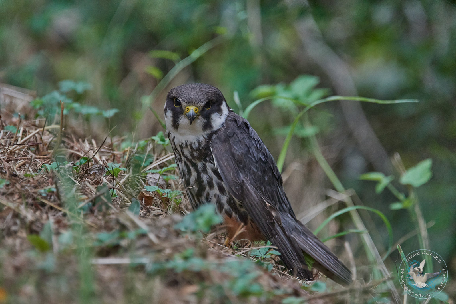 Faucon Hobereau - Eurasian Hobby