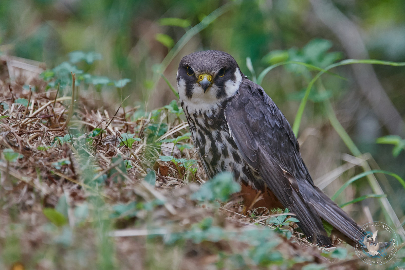 Faucon Hobereau - Eurasian Hobby