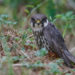 Faucon Hobereau - Eurasian Hobby