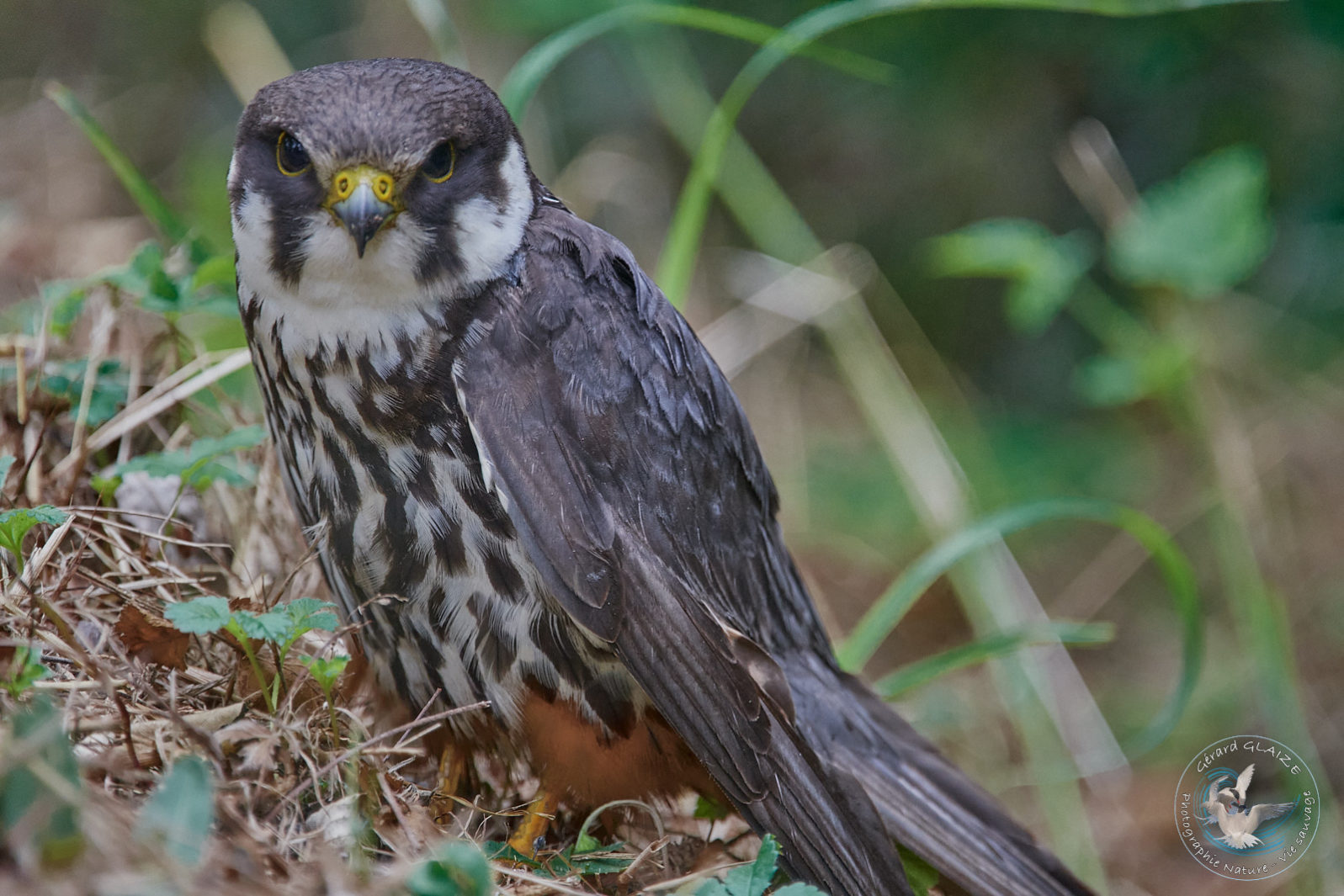 Faucon Hobereau - Eurasian Hobby