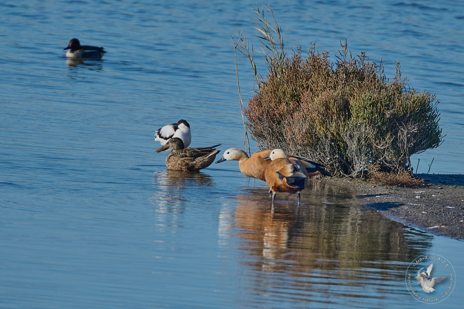 Tadorne Casarca - Ruddy Shelduck