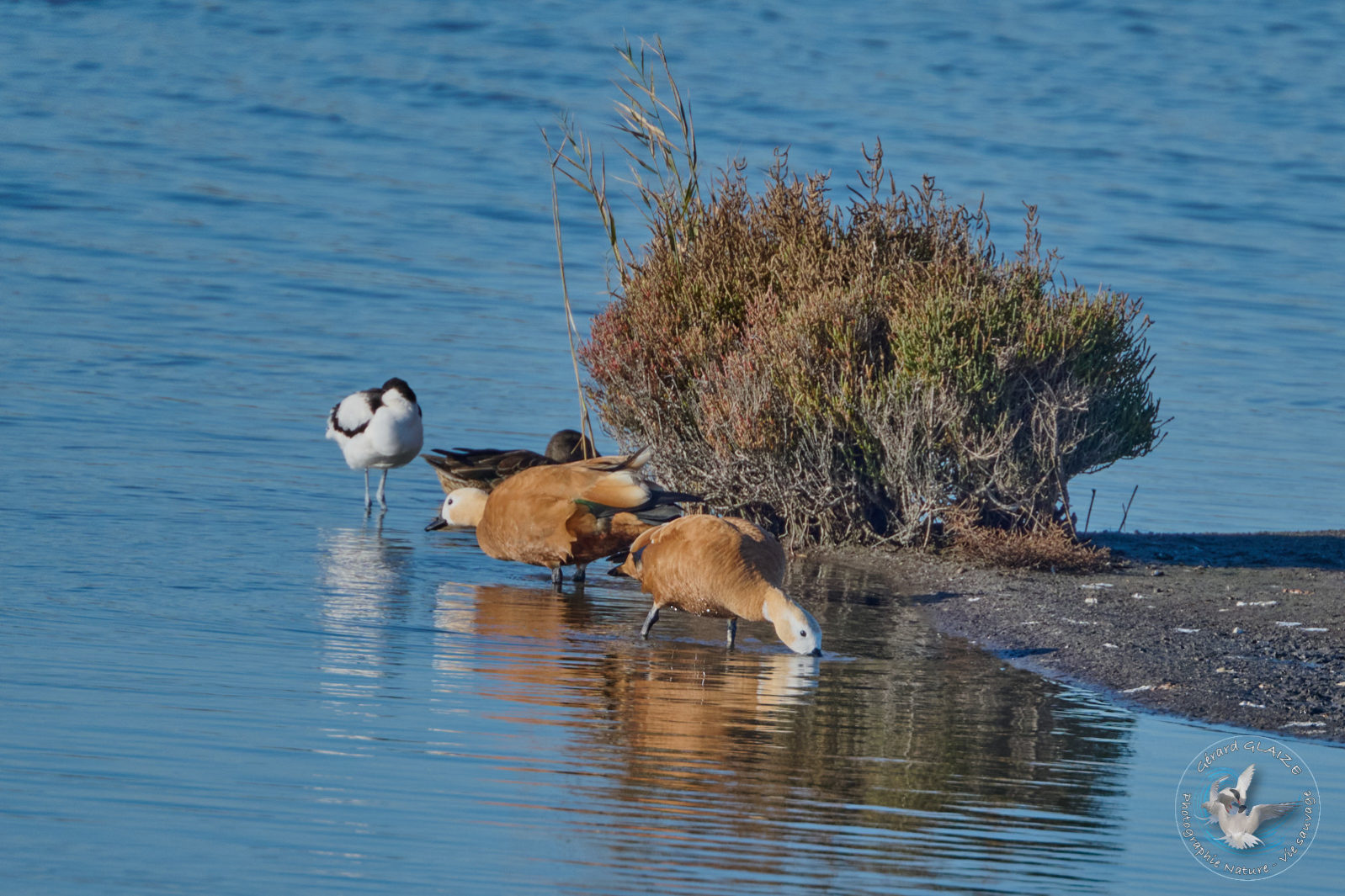 Tadorne Casarca - Ruddy Shelduck