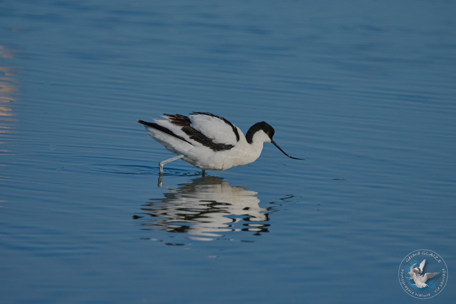 Photos favorites - Avocette élégante