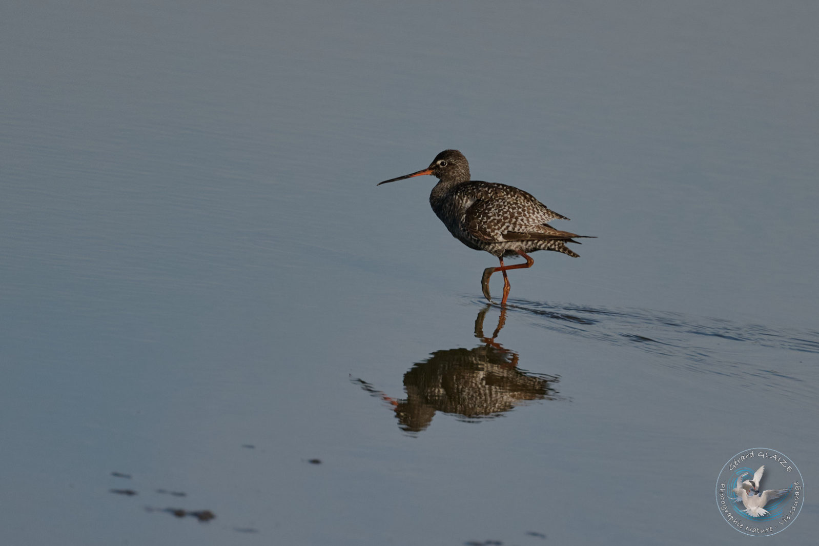 Chevalier Arlequin - Spotted Redshank