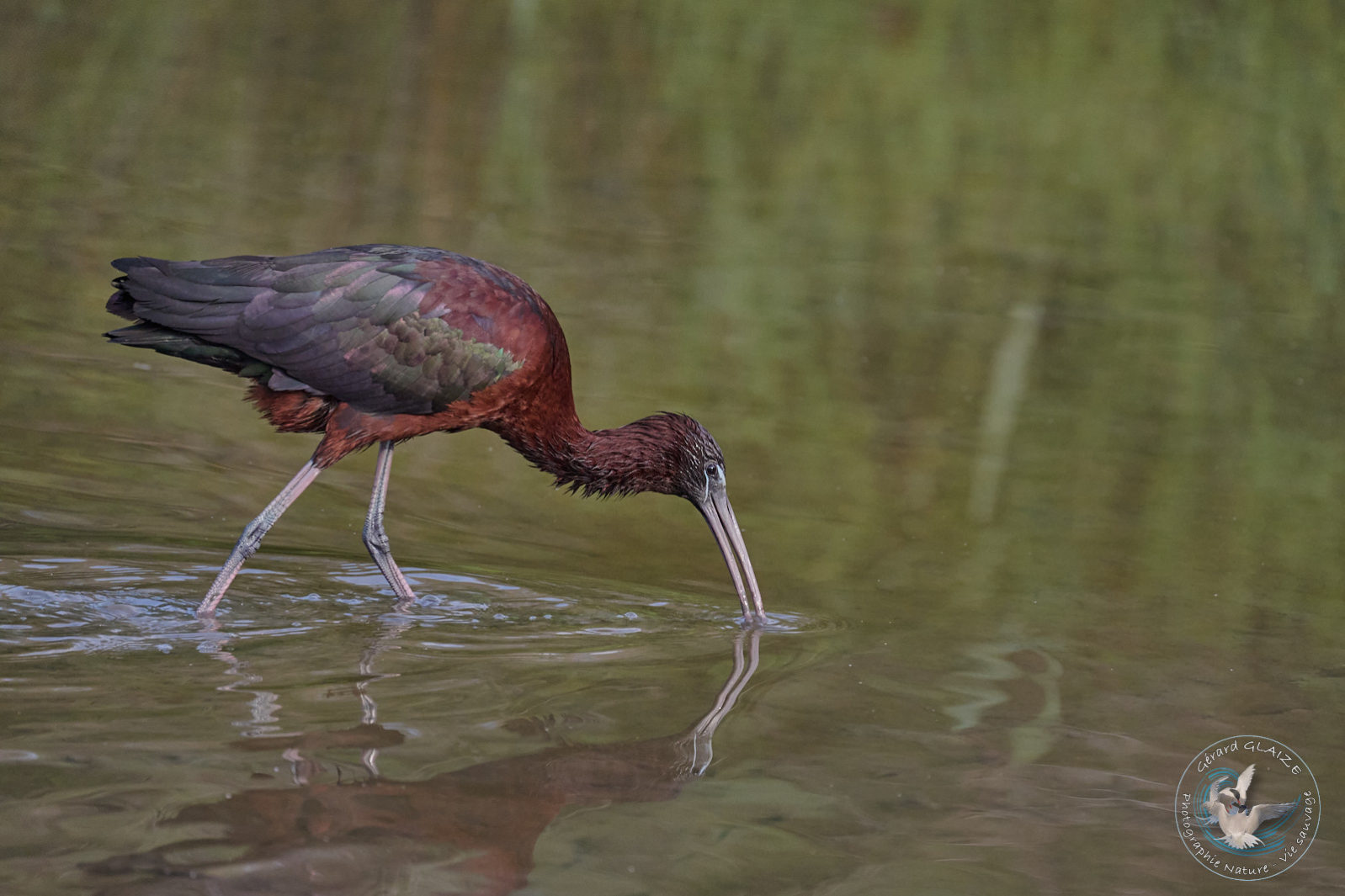 Photos favorites - Ibis Falcinelle