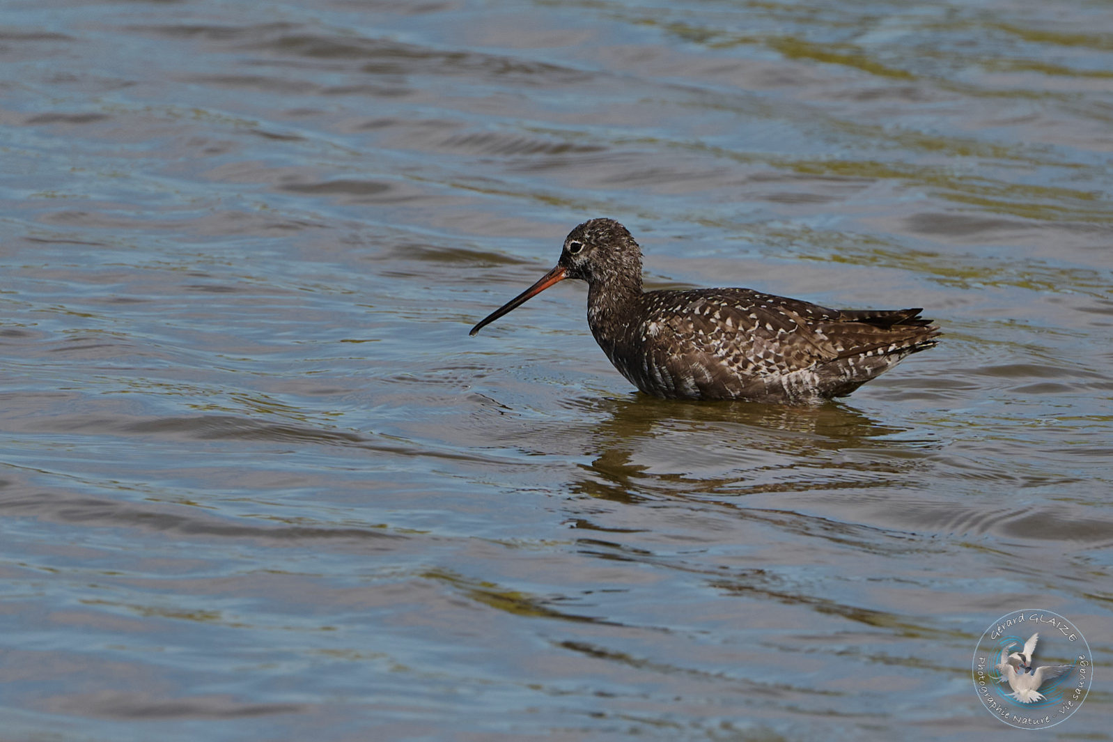 Chevalier Arlequin - Spotted Redshank