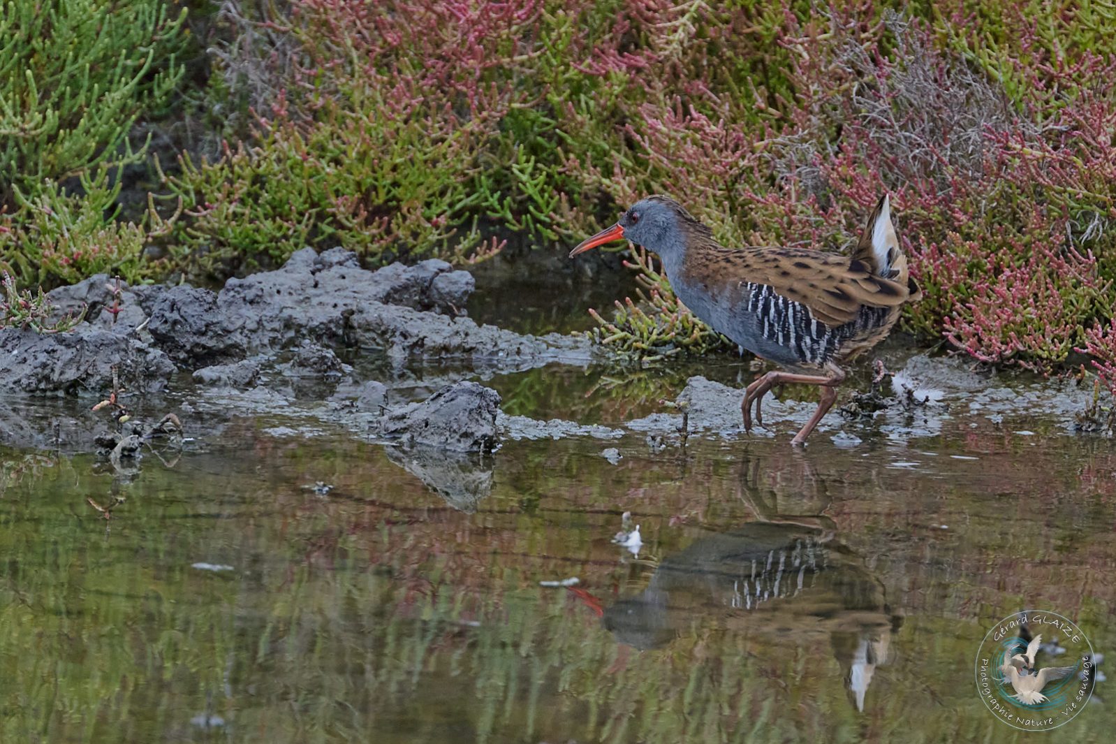 Râle d'eau - Water Rail