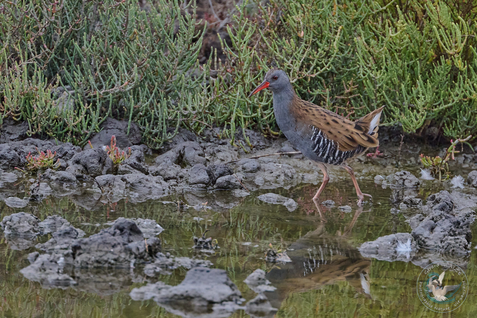 Râle d'eau - Water Rail