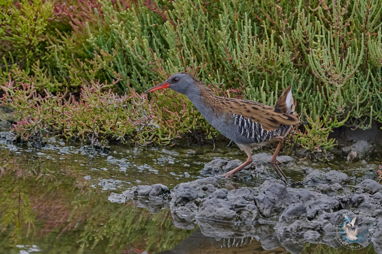 Râle d'eau - Water Rail