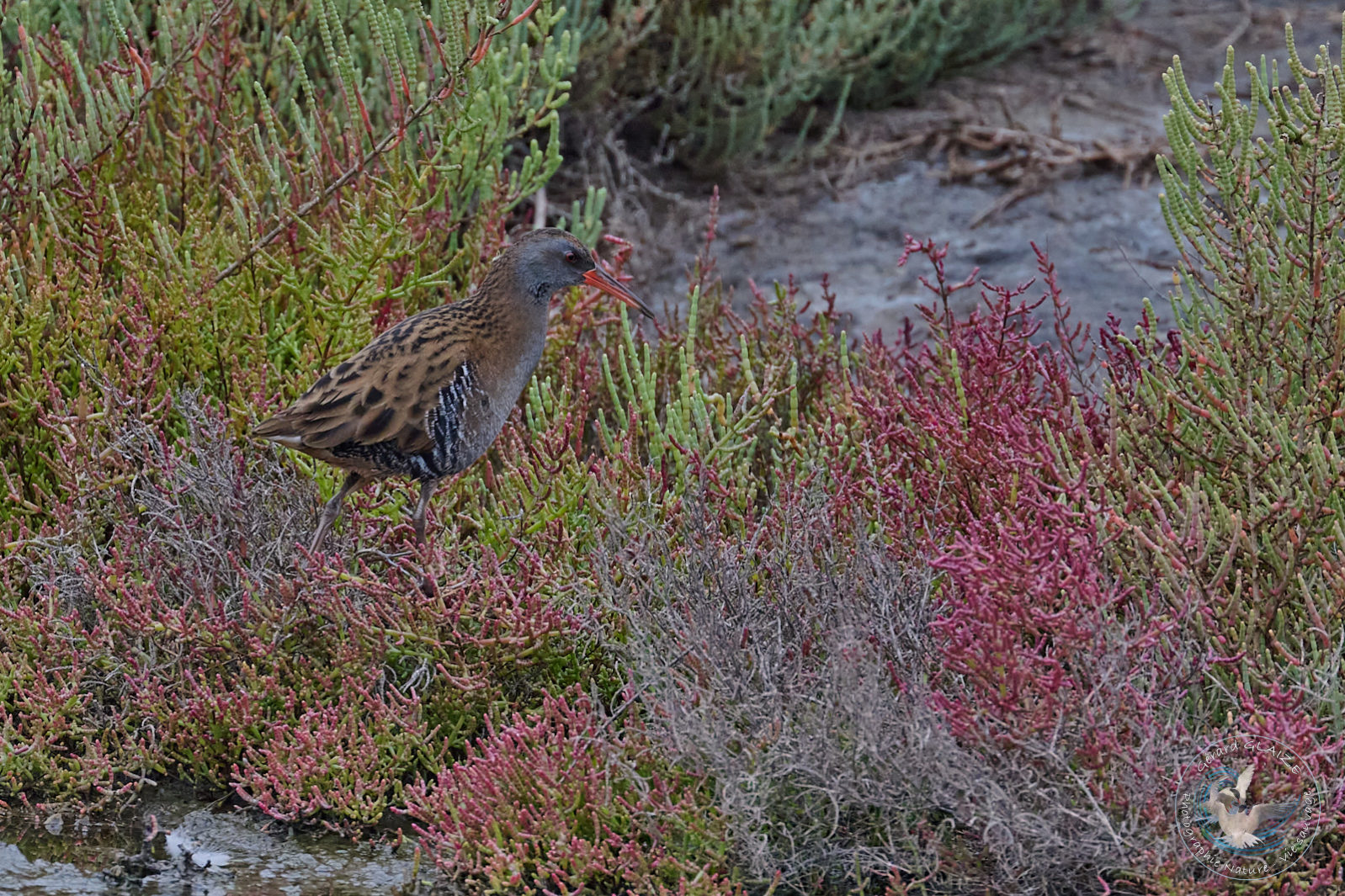 Râle d'eau - Water Rail