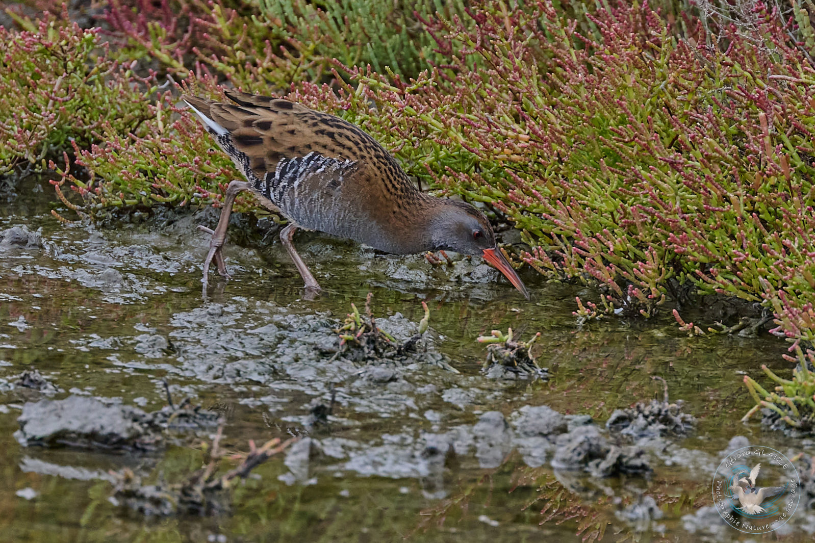 Râle d'eau - Water Rail