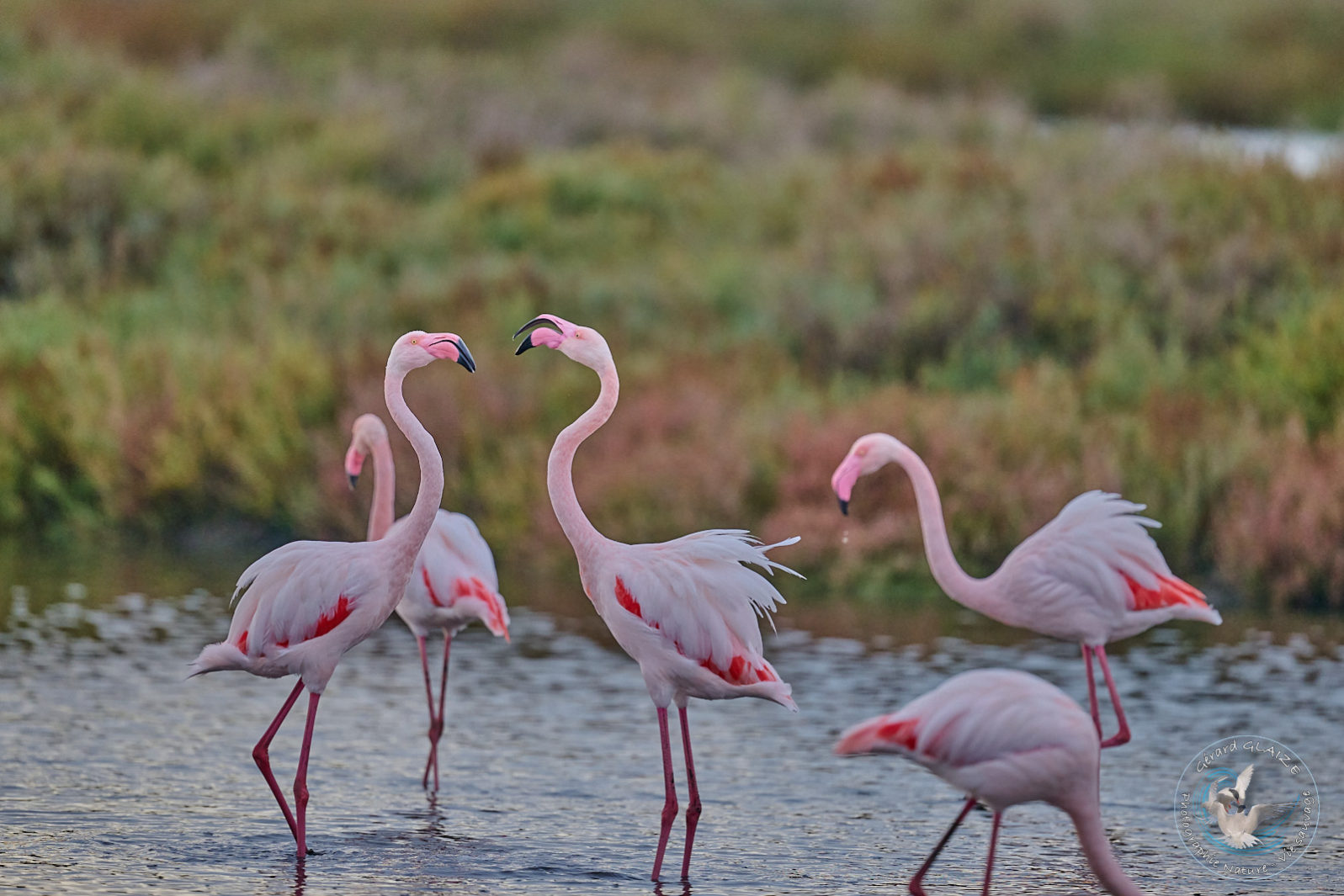 Flamants roses - Great flamingos