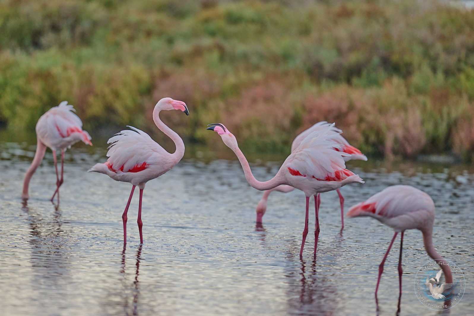 Flamants roses - Great flamingos