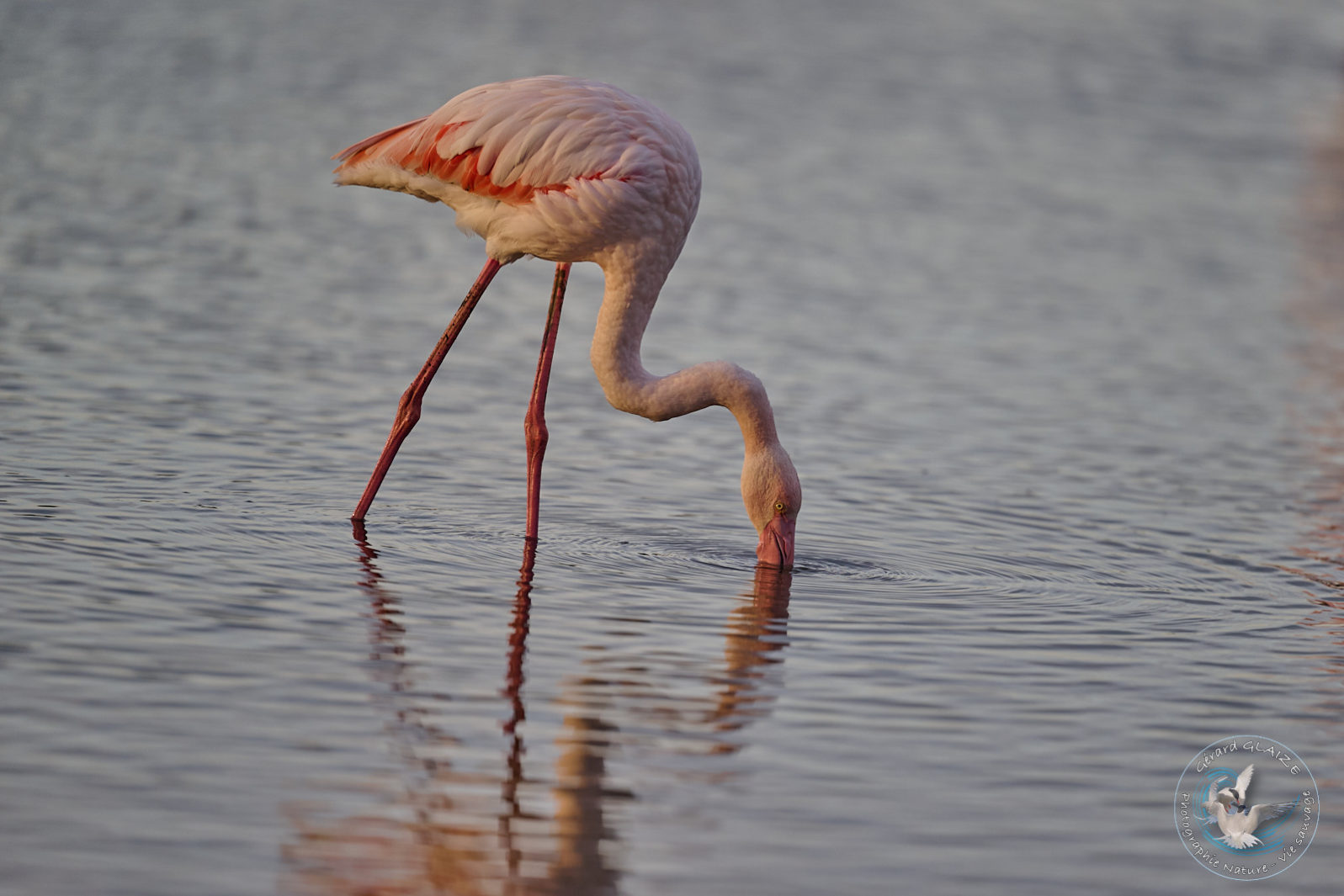 Flamant rose - Great flamingo