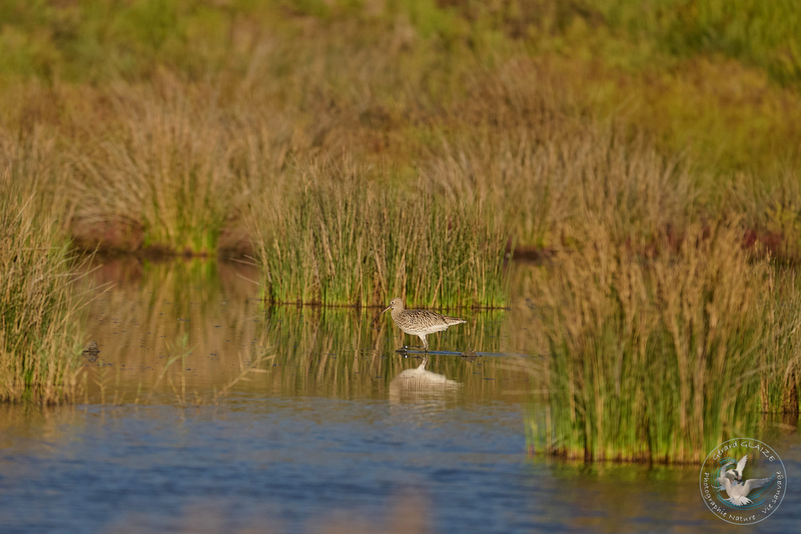 Courlis cendré - Eurasian Curlew