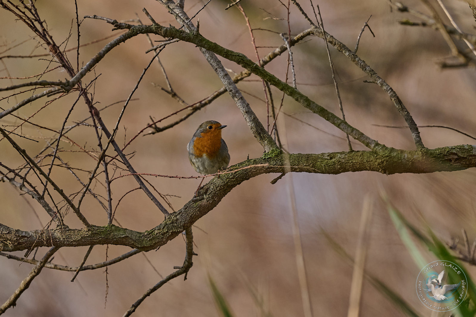 Rougegorge familier - European Robin