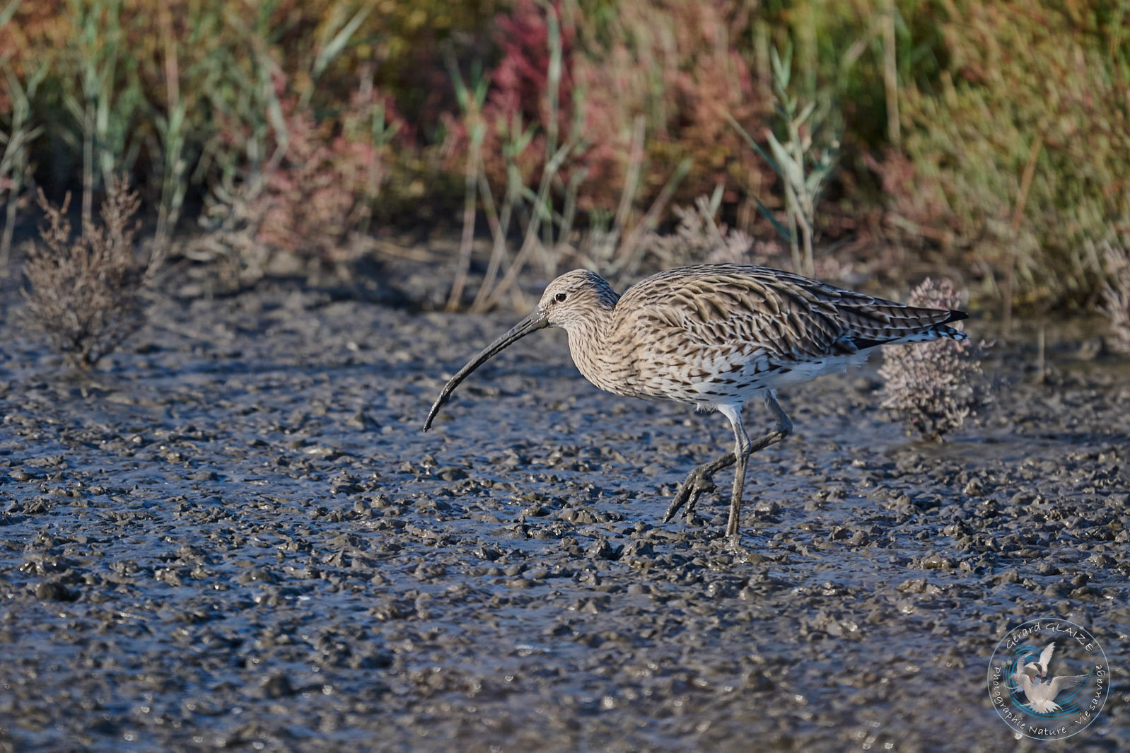 Courlis cendré - Eurasian Curlew