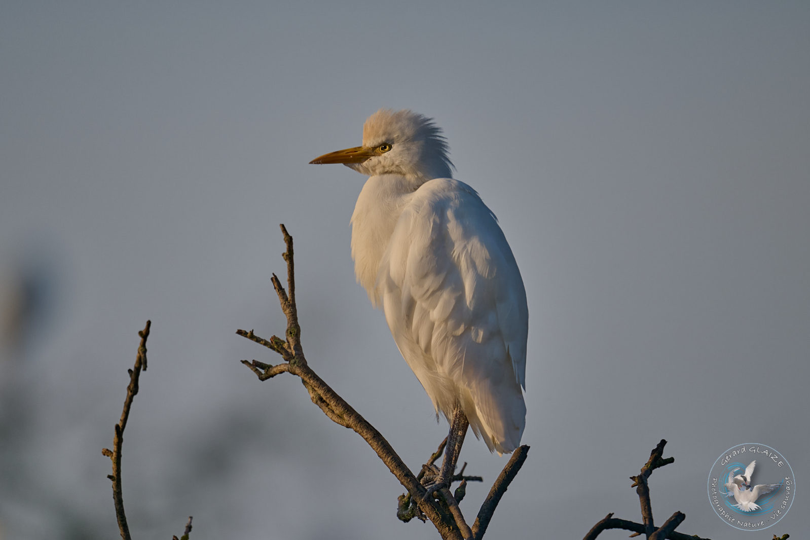 Héron Garde-boeufs - Western Cattle Egret