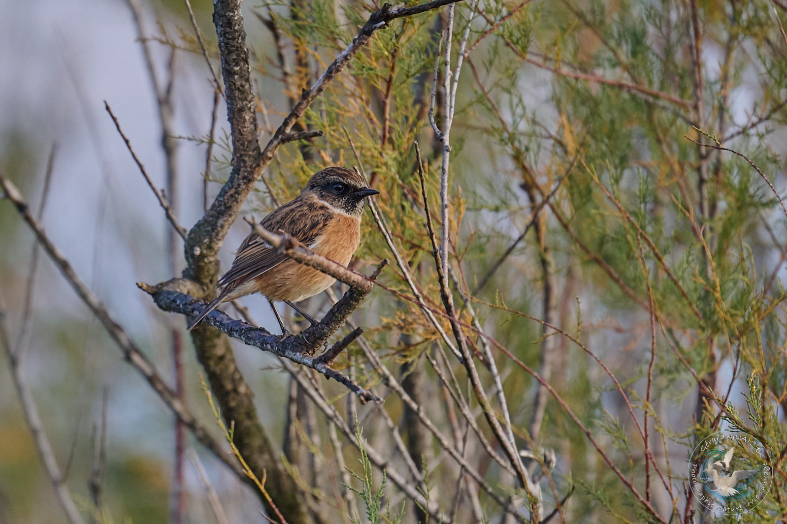 Tarier pâtre - European Stonechat