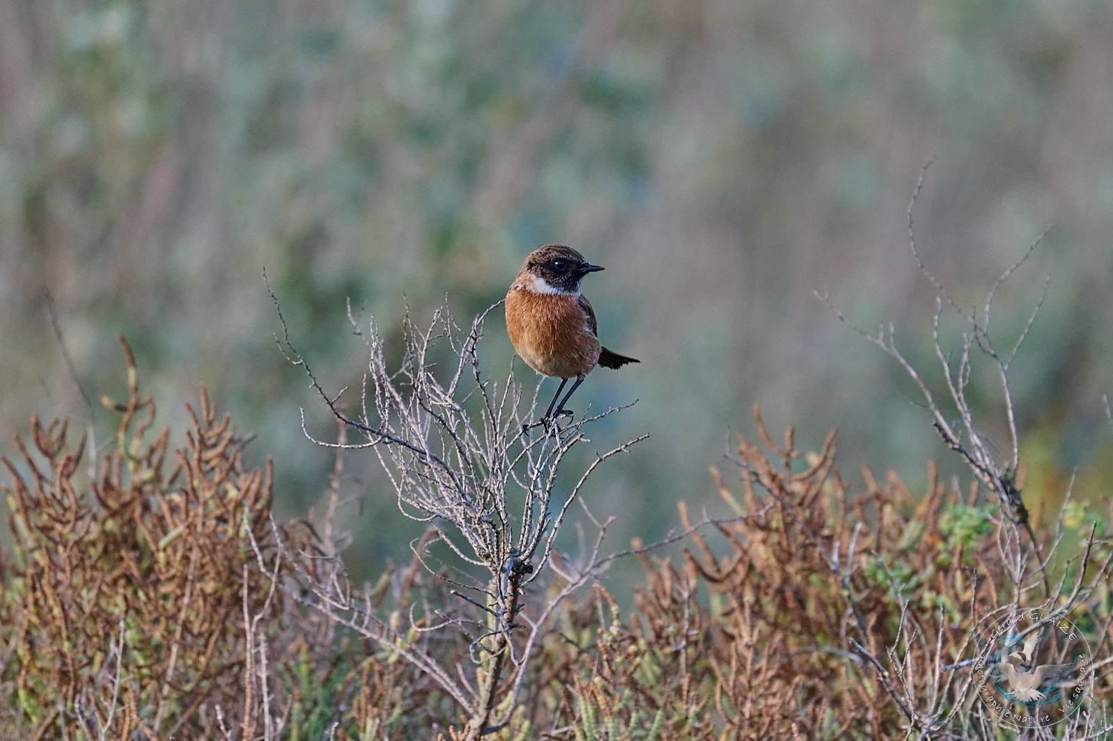 Tarier pâtre - European Stonechat